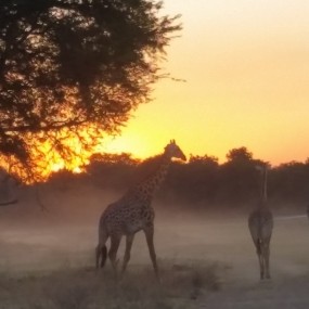 Giraffe at dusk