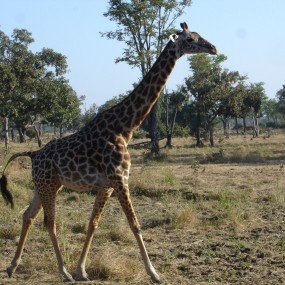 Thornicraft giraffe