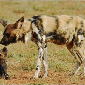 Painted Hunting Dog