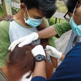 Orangutan Foundation vet administering injection to soft release orangutan