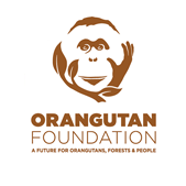 Orangutan rescue